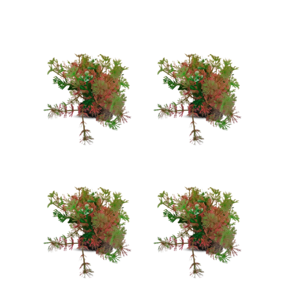 tank decoration plants 10*15cm 4pcs/bag