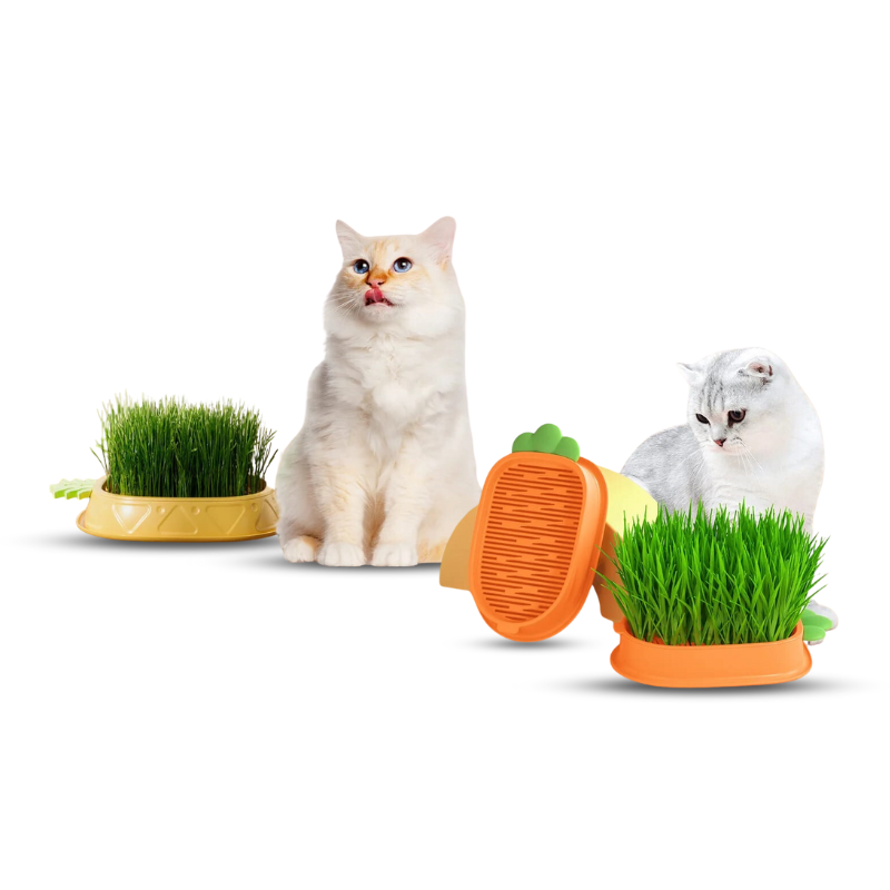 Saas Cat Grass Growing Kit